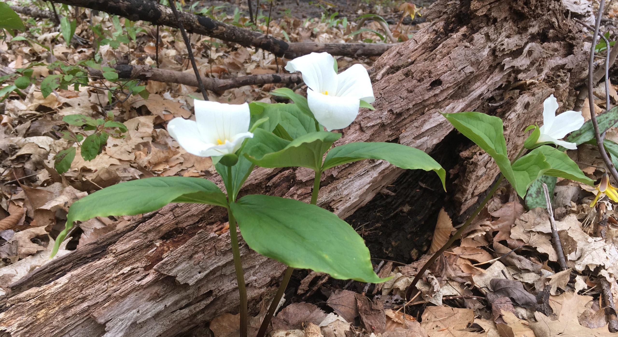 Trilliums growing by a decaying log