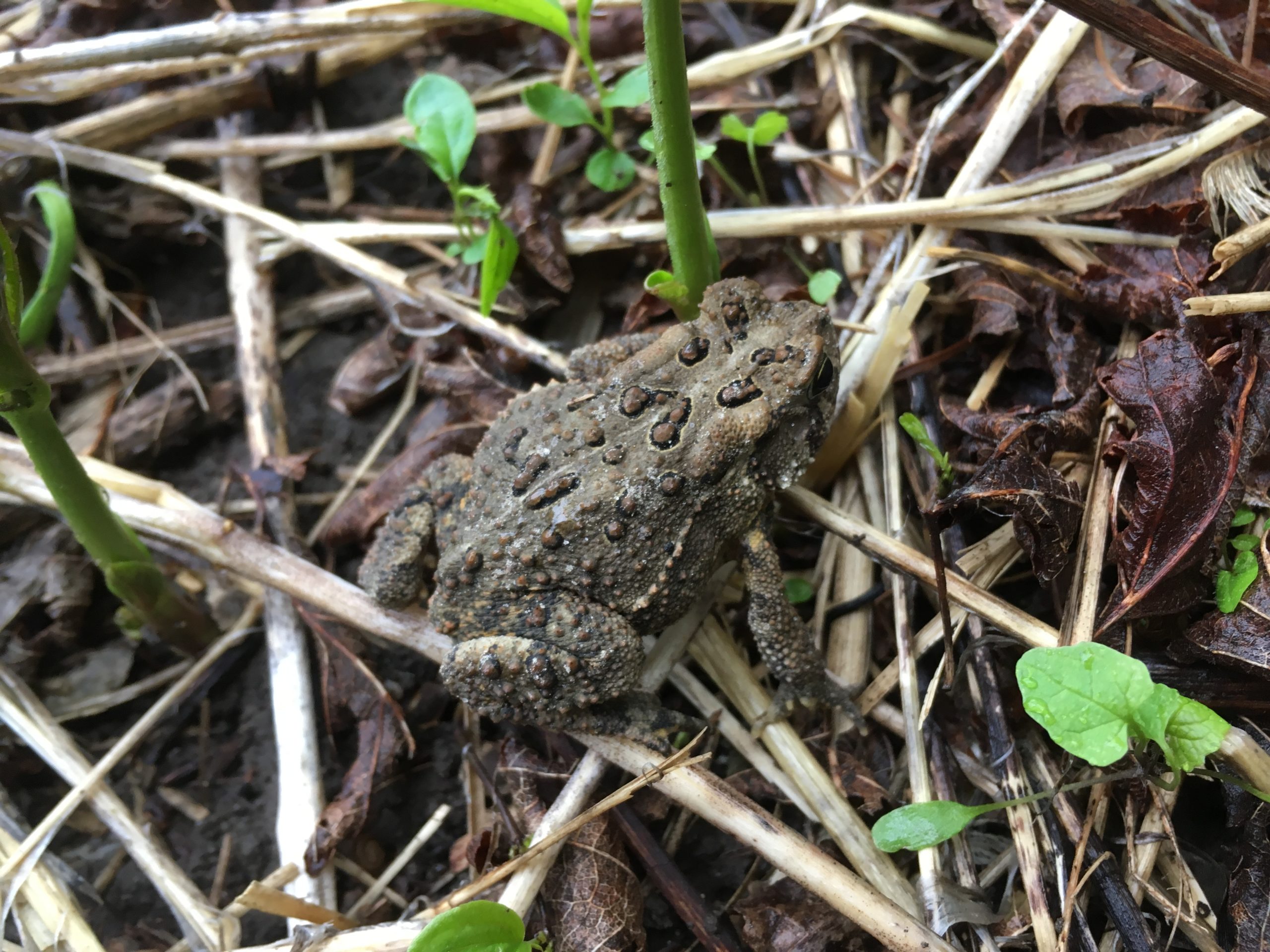 American toad