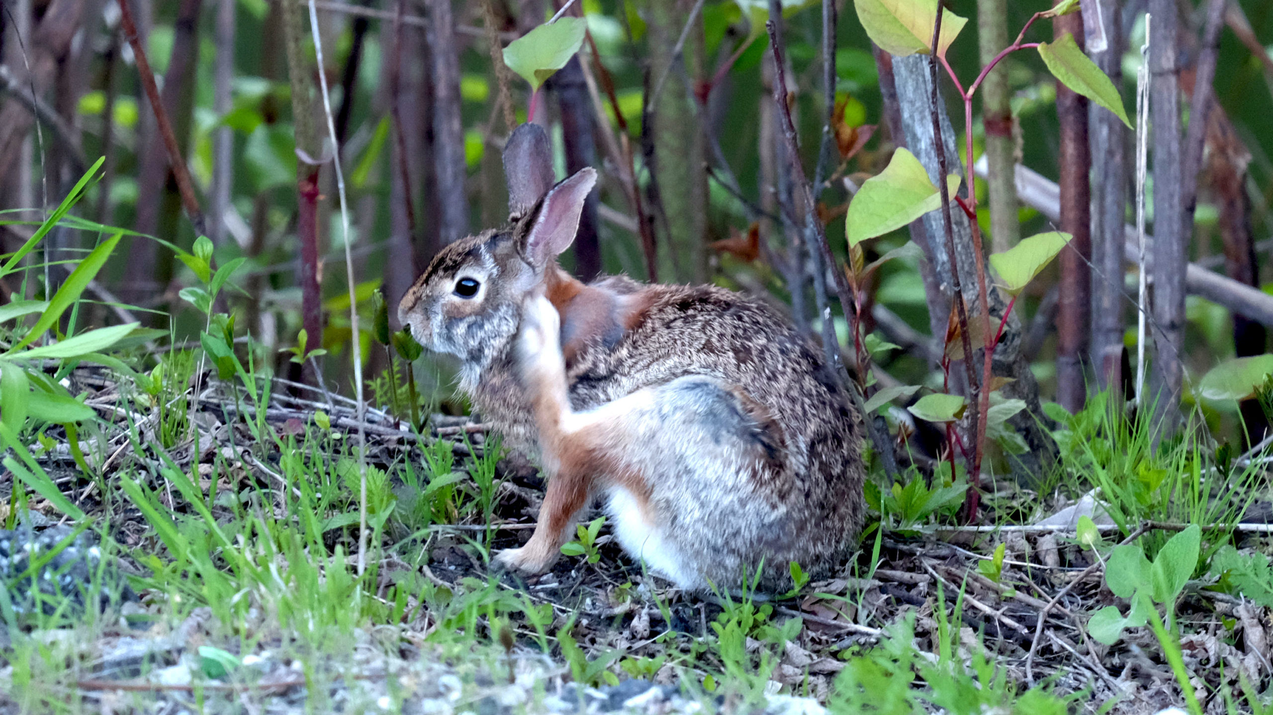 Eastern Cottontail Rabbit in a ravine lot backyard