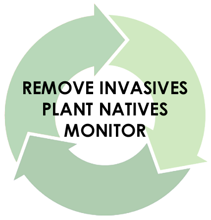 Three step cycle: Remove invasives, plant natives, and monitor