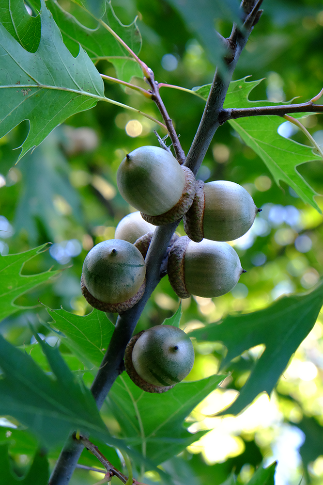 oak tree & acorns
